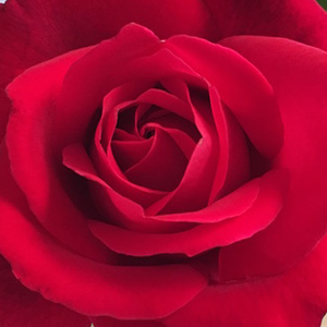 Vendita rose online - Rosso - Rose Ibridi di Tea - Rosa intensamente profumata - Mister Lincoln - Herb Swim, O. L. Weeks - Ha una fioritura periodica, conserva i suoi fiori. I suoi fiori sono paffuti, profumati e sono perfetti per tagliare la rosa.